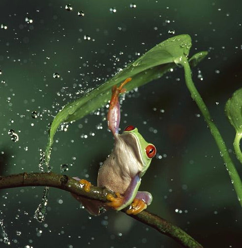 Kaeru / Japanese Creation of Myth