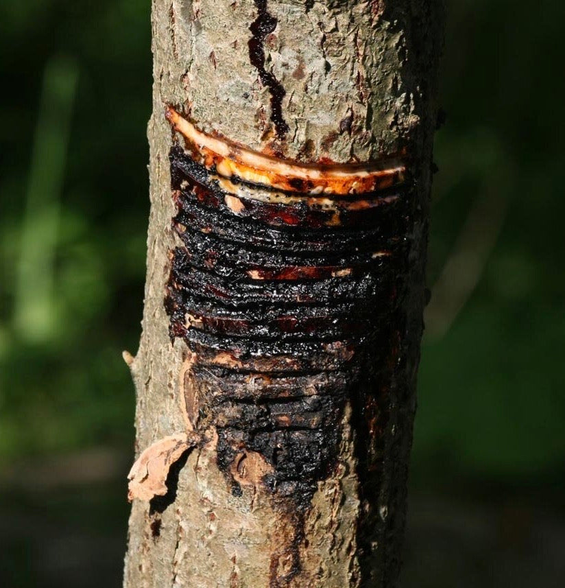 Japanese Meiji Square Gold Maki-e Sake Casket | Ceremonial Tokkuri