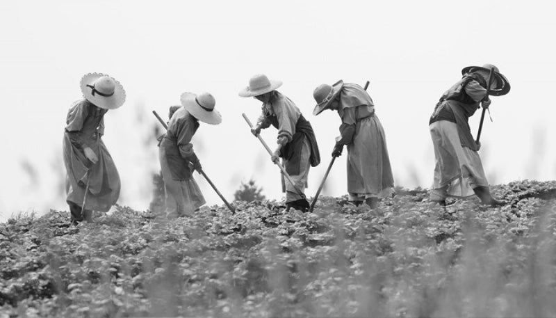 Trappist Nuns at Work