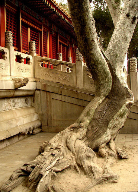 Japanese Tree Root and Bamboo Carving